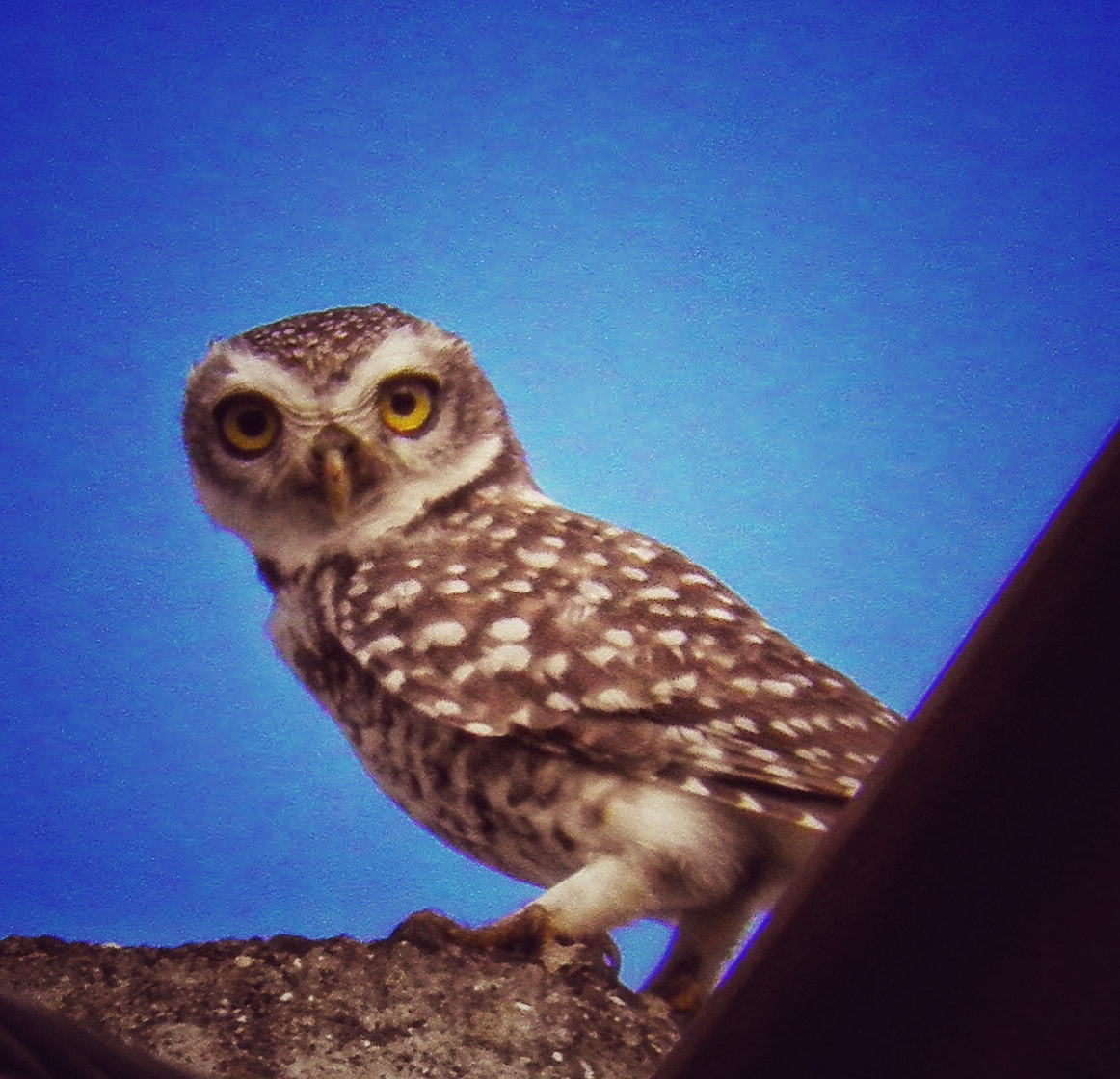 Olympus SP800UZ sample photo. Spotted owl photography