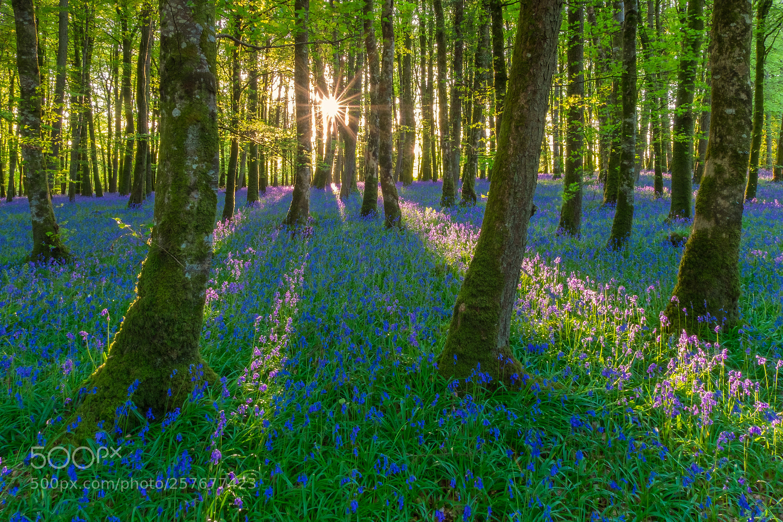 Fujifilm X-T10 sample photo. Bluebells forest photography
