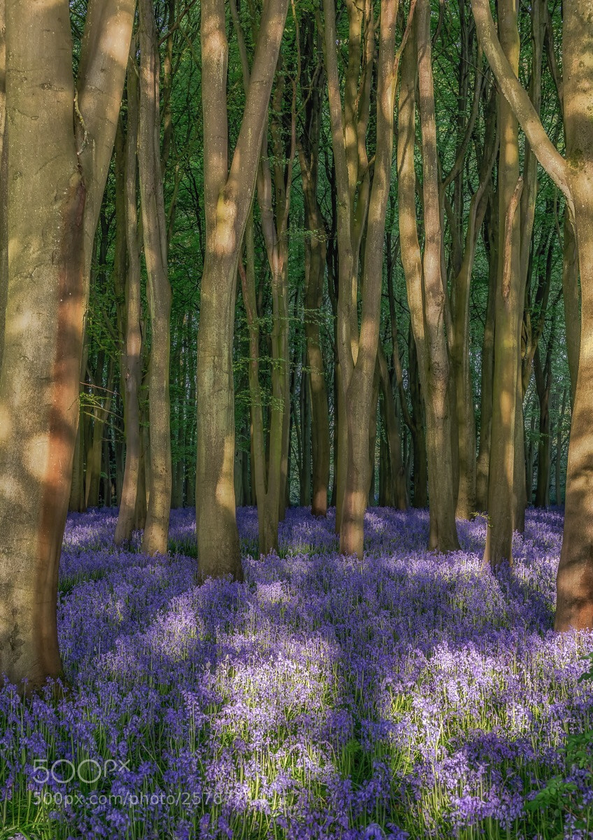 Canon EOS 5D Mark IV sample photo. Badbury clump bluebells  photography