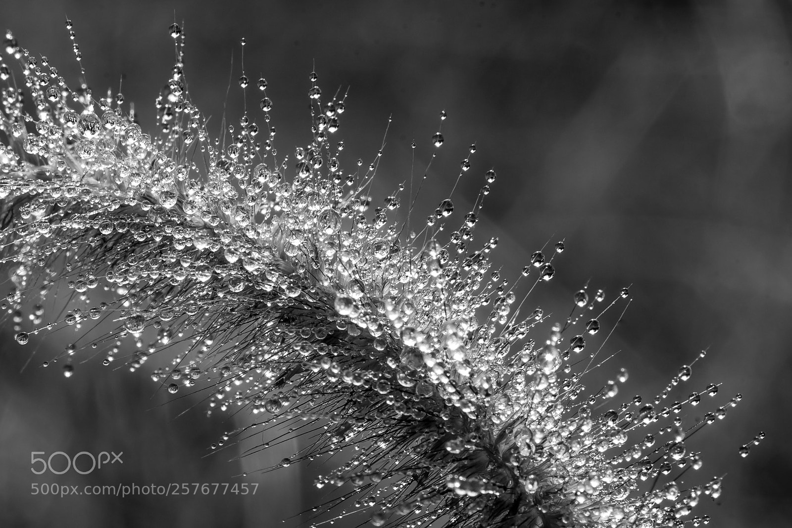 Nikon D750 sample photo. Water drops on grass photography