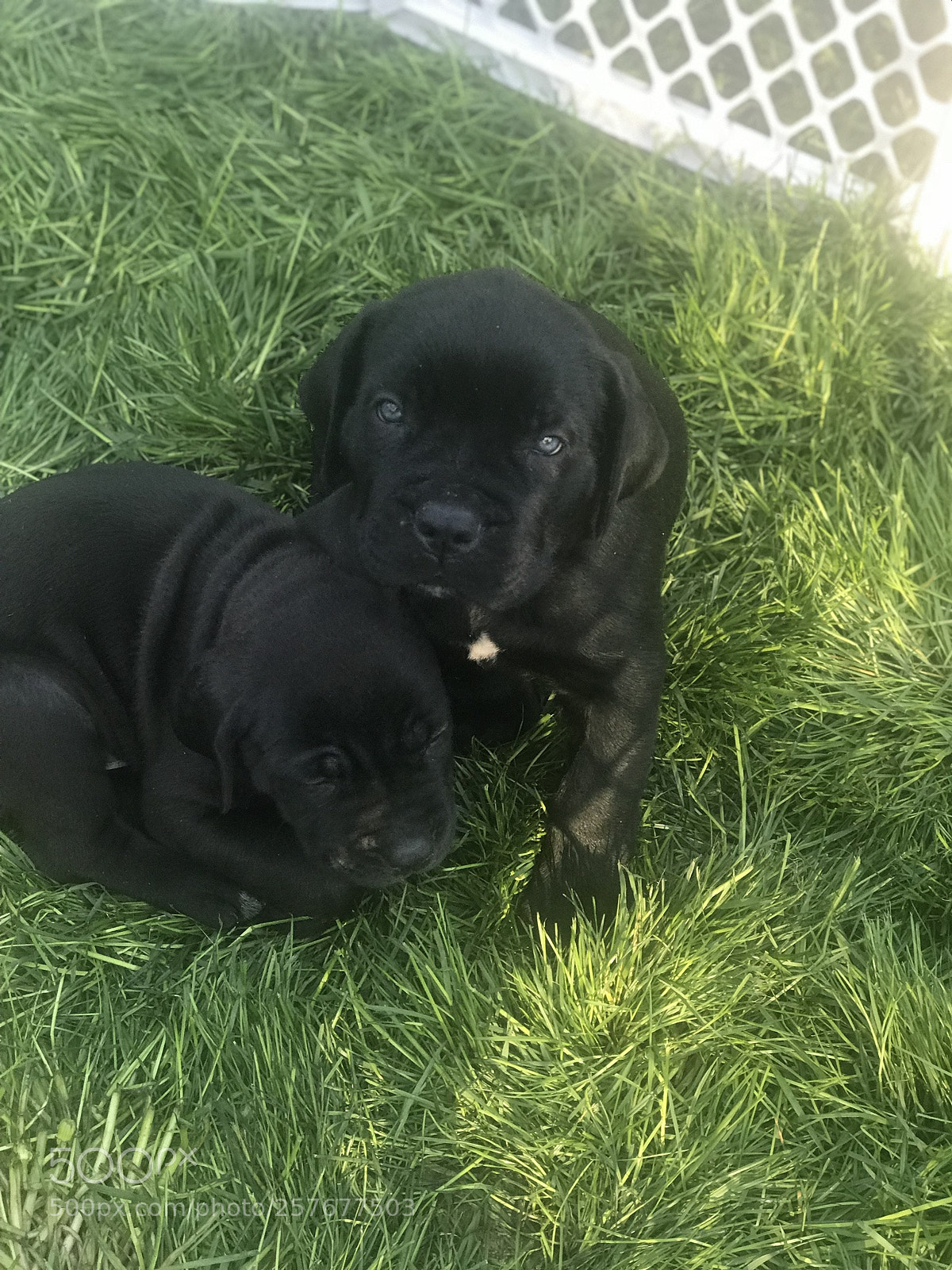 Apple iPhone 7 Plus sample photo. Cane corso photography