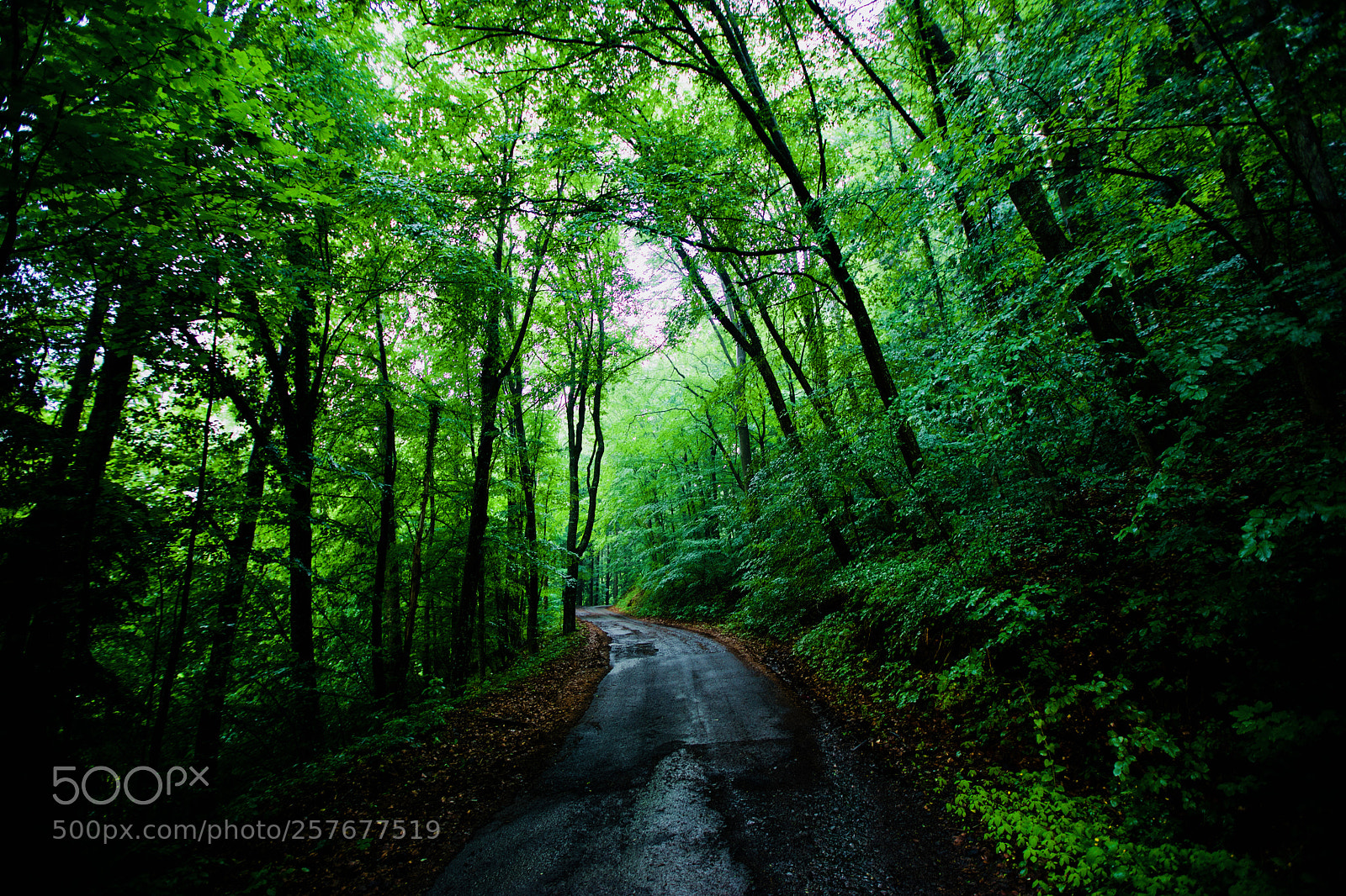 Canon EOS 5D Mark IV sample photo. Drive carefully photography