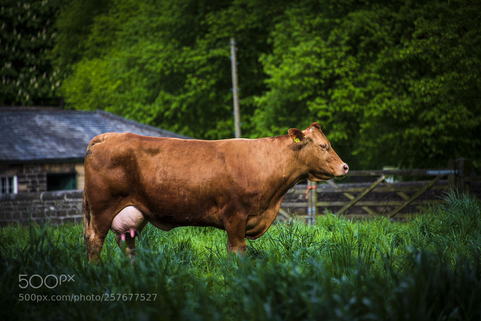 Nikon D850 sample photo. Red cow photography