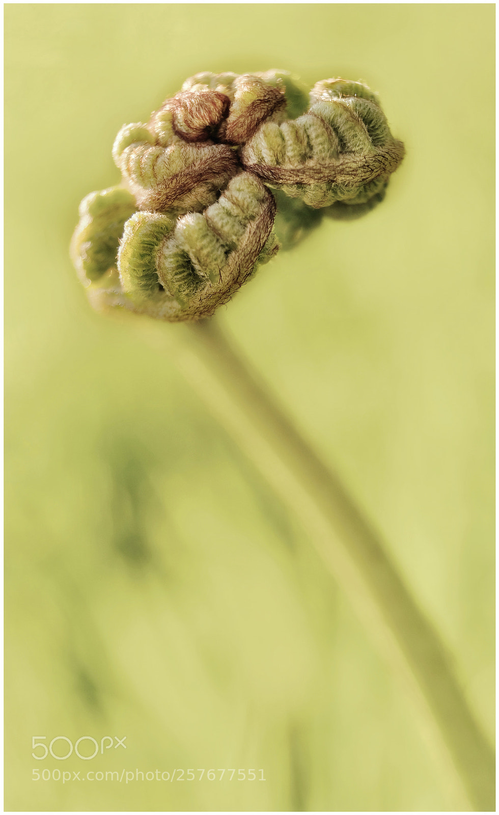 Fujifilm X-T2 sample photo. Fern awakening photography