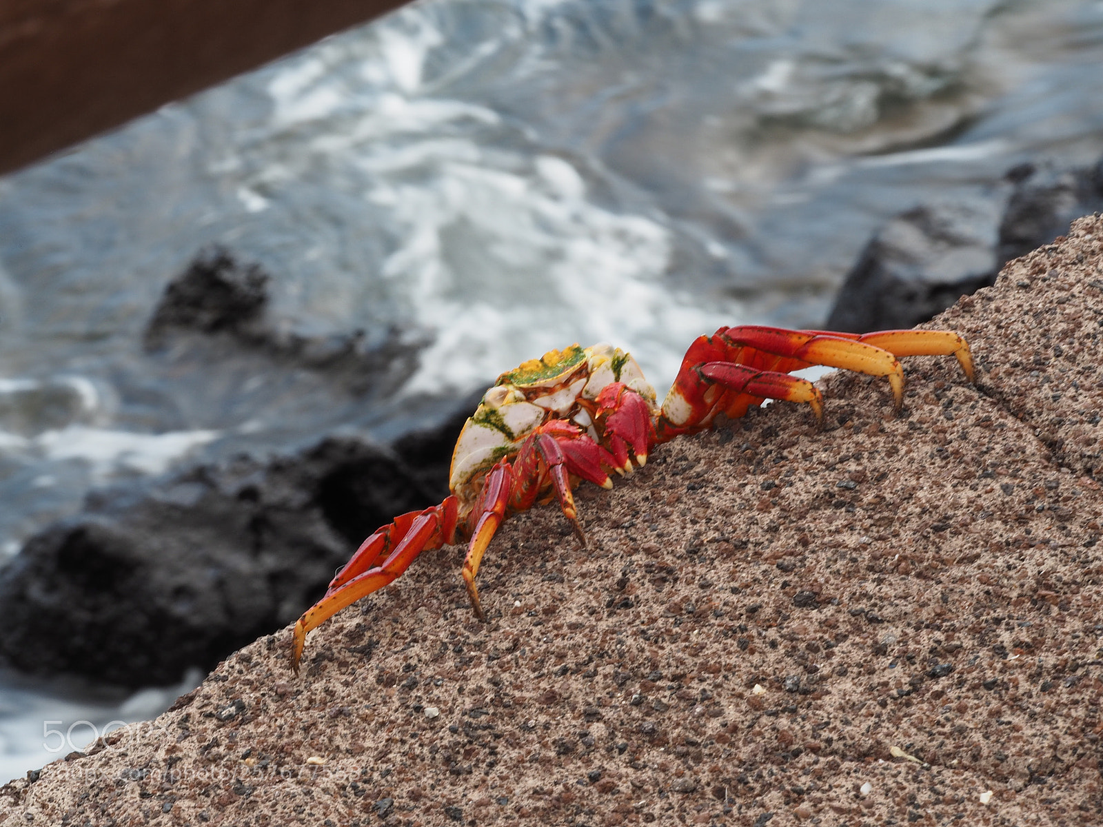 Olympus OM-D E-M5 II sample photo. Sally lightfoot crab photography