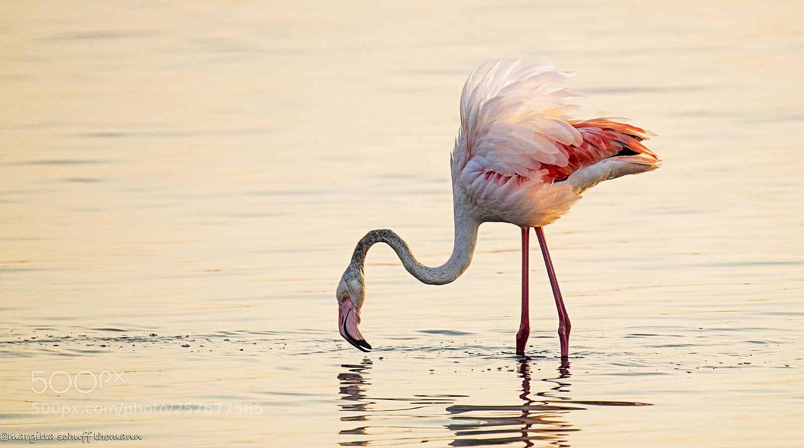 Canon EOS-1D X Mark II sample photo. Flamingo illuminated by the photography