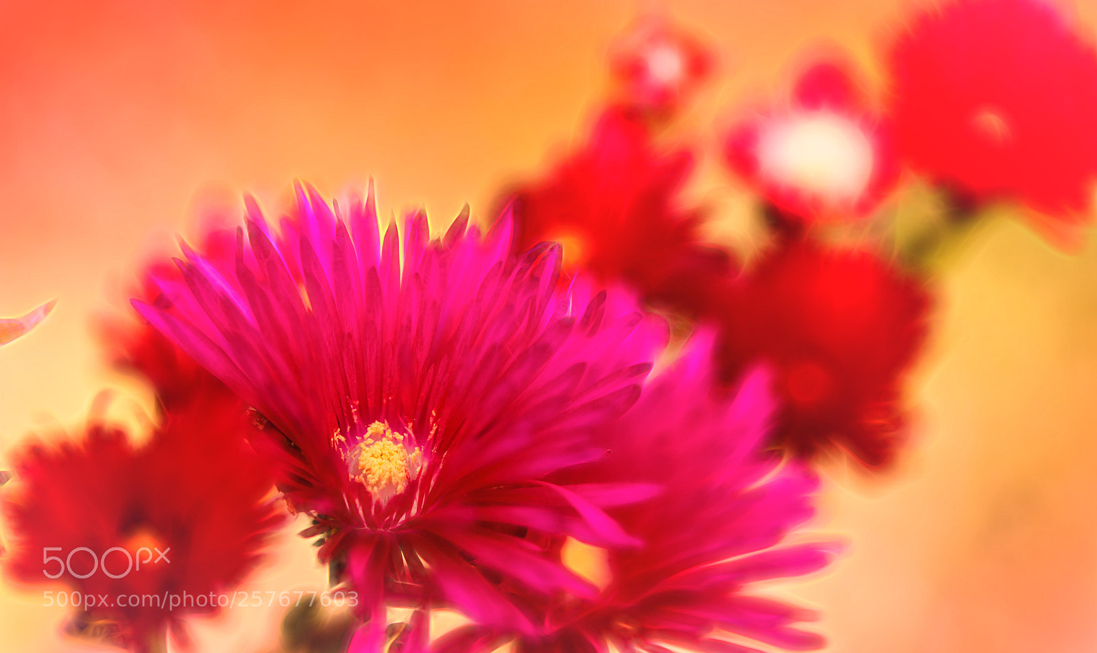 Nikon D850 sample photo. Red melody of sun photography