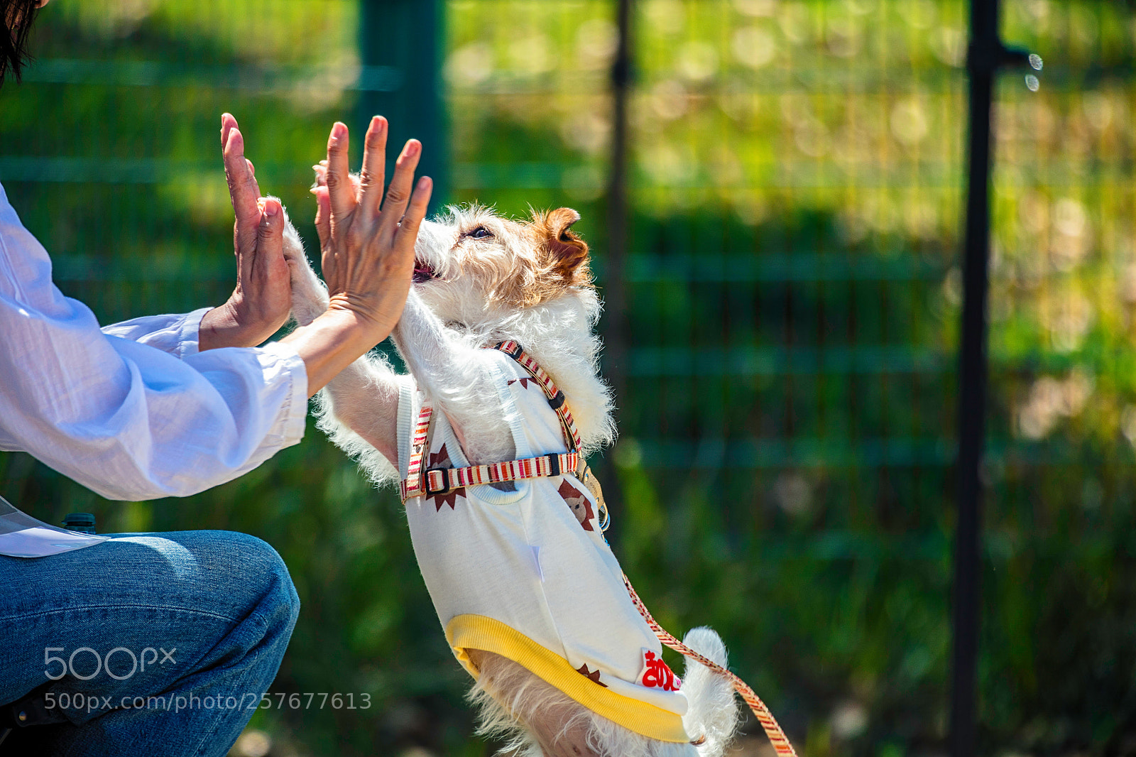 Canon EOS 5DS R sample photo. Special training photography