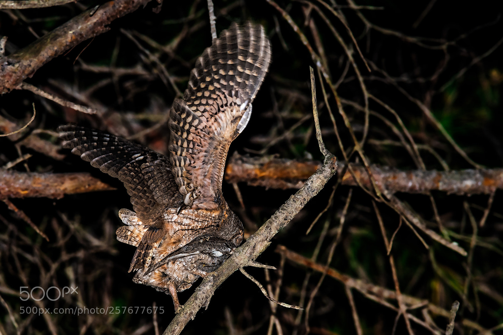 Sony a99 II sample photo. Otus scops photography