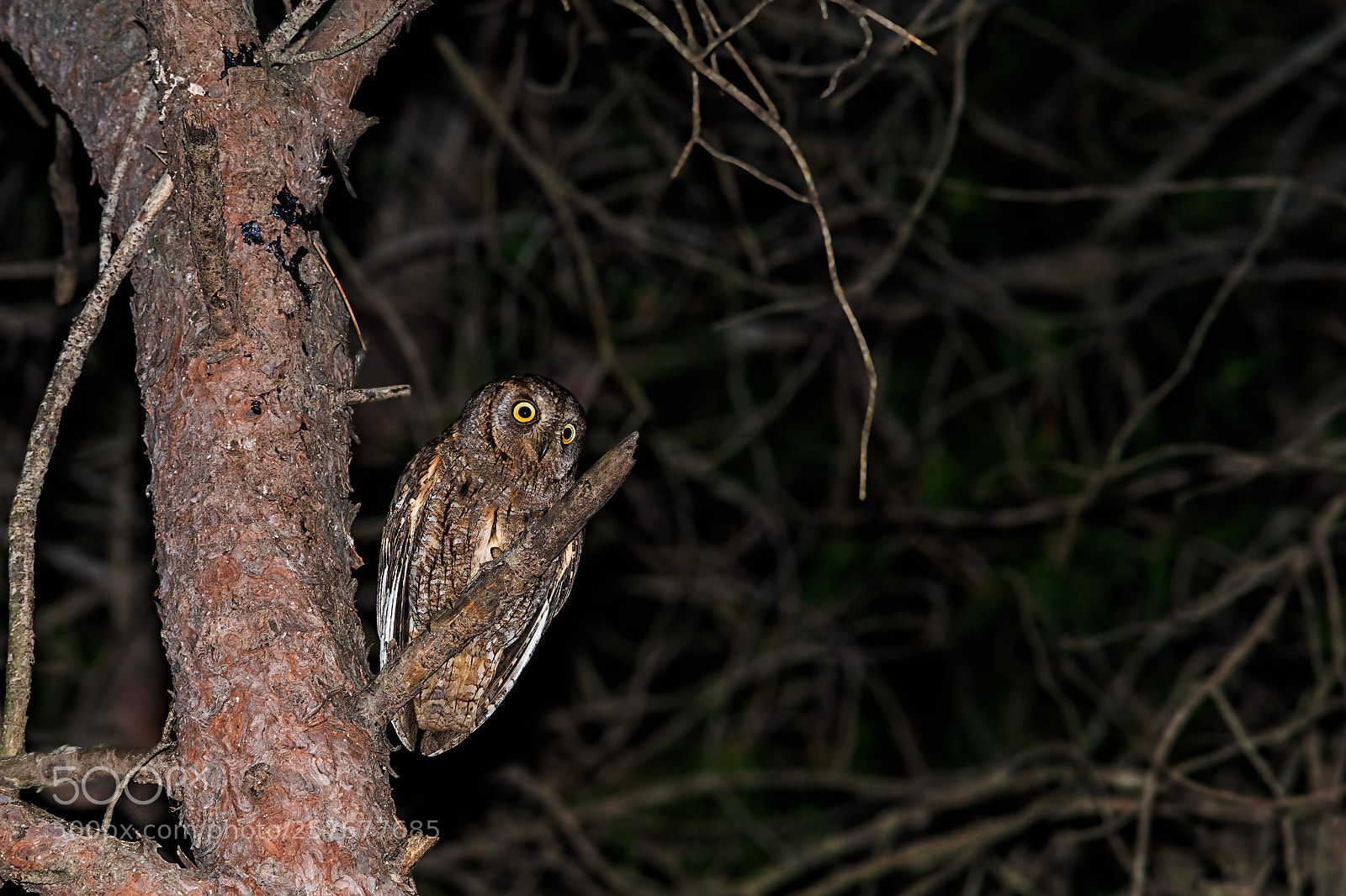 Sony a99 II sample photo. Otus scops photography