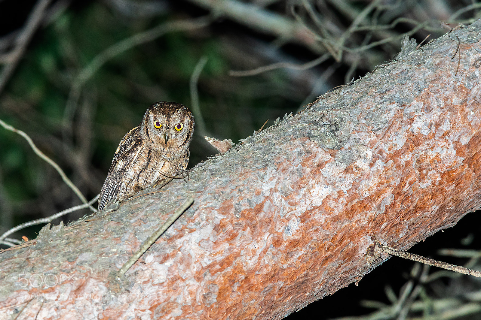 Sony a99 II sample photo. Otus scops photography