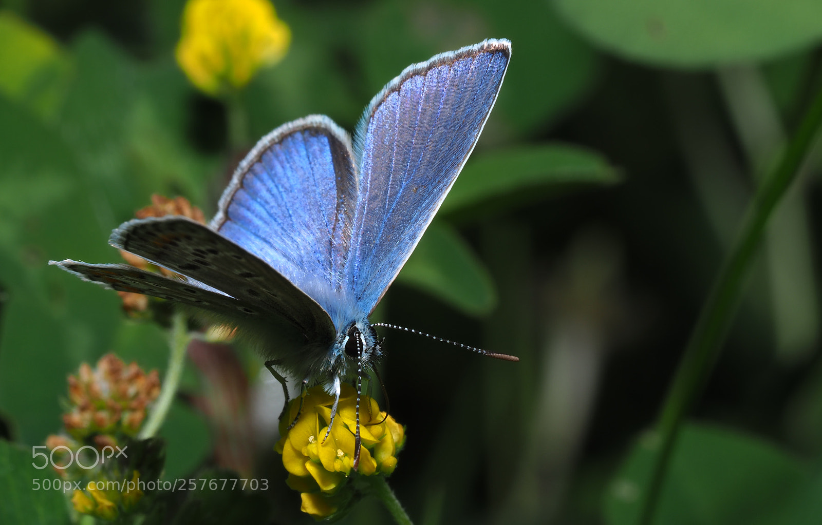 Olympus OM-D E-M1 Mark II sample photo. Blue butterfly photography