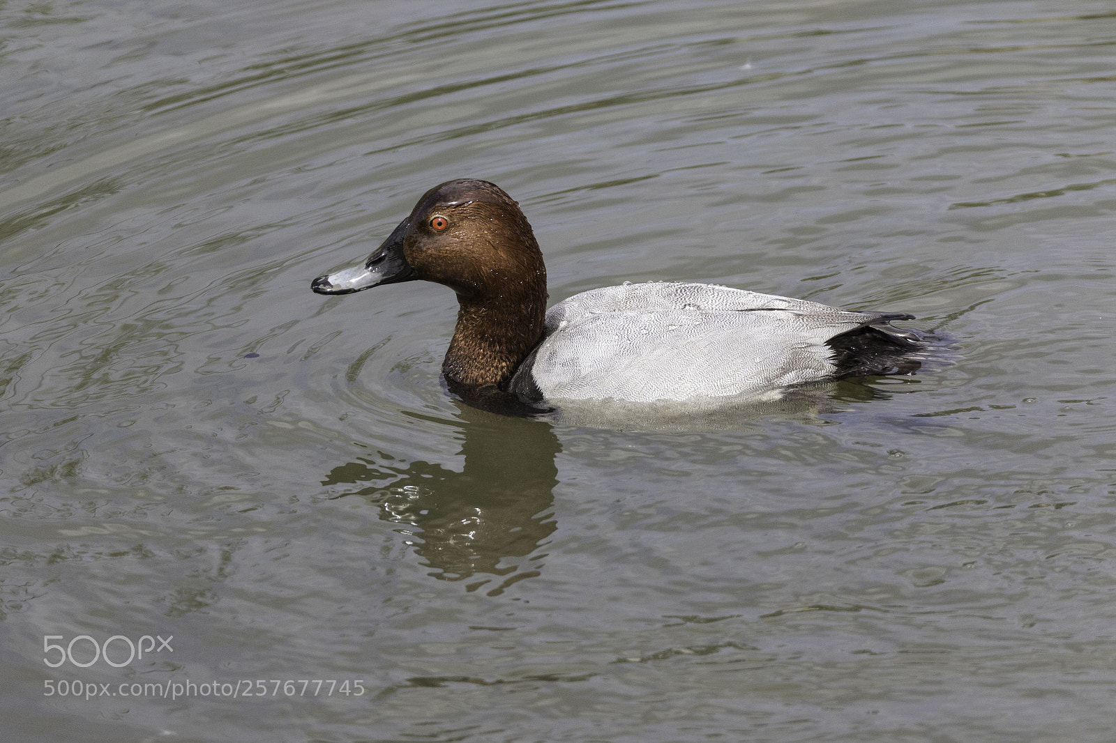 Canon EOS 7D Mark II sample photo. Porron europeo photography
