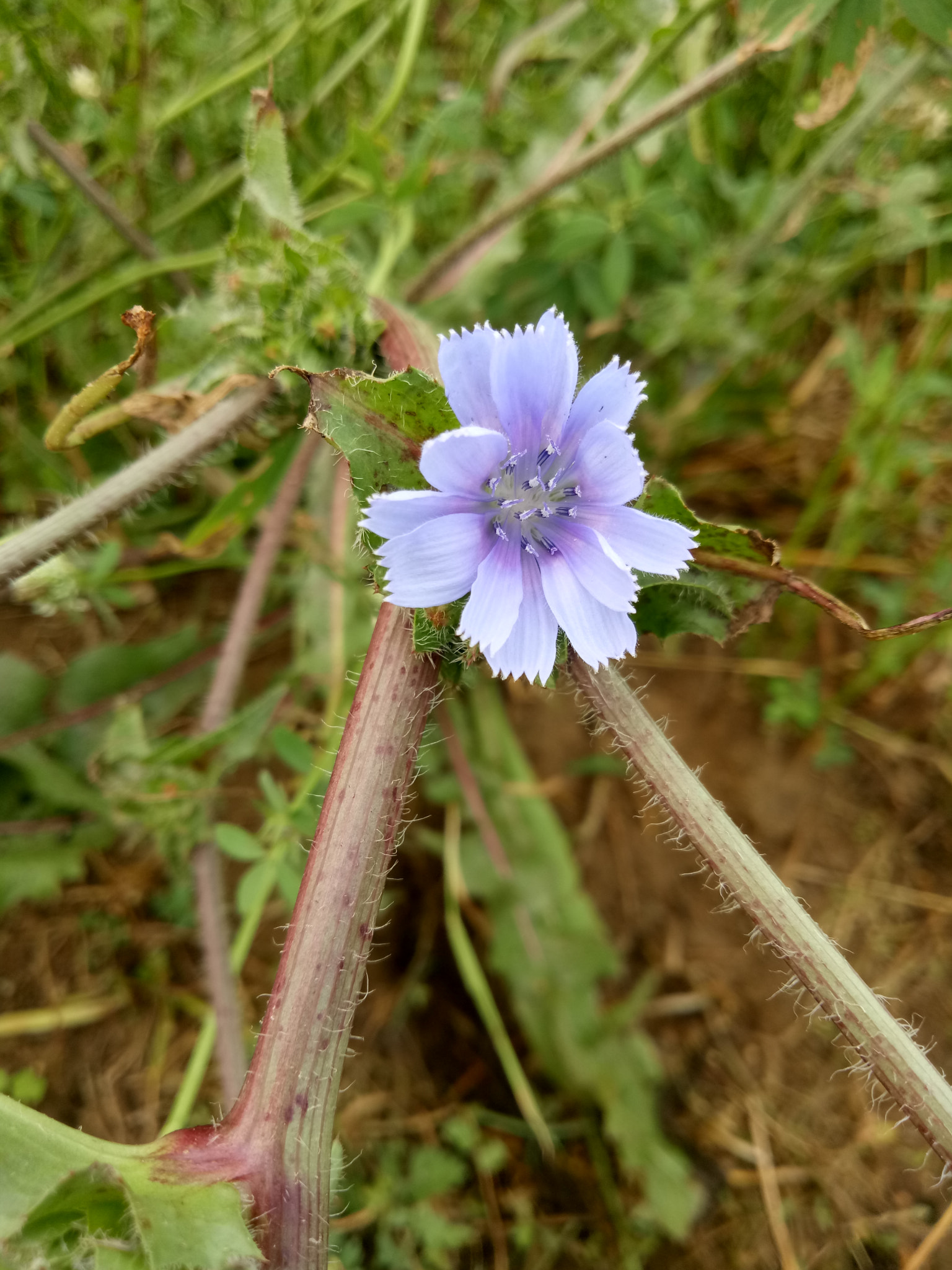 OPPO A1601 sample photo