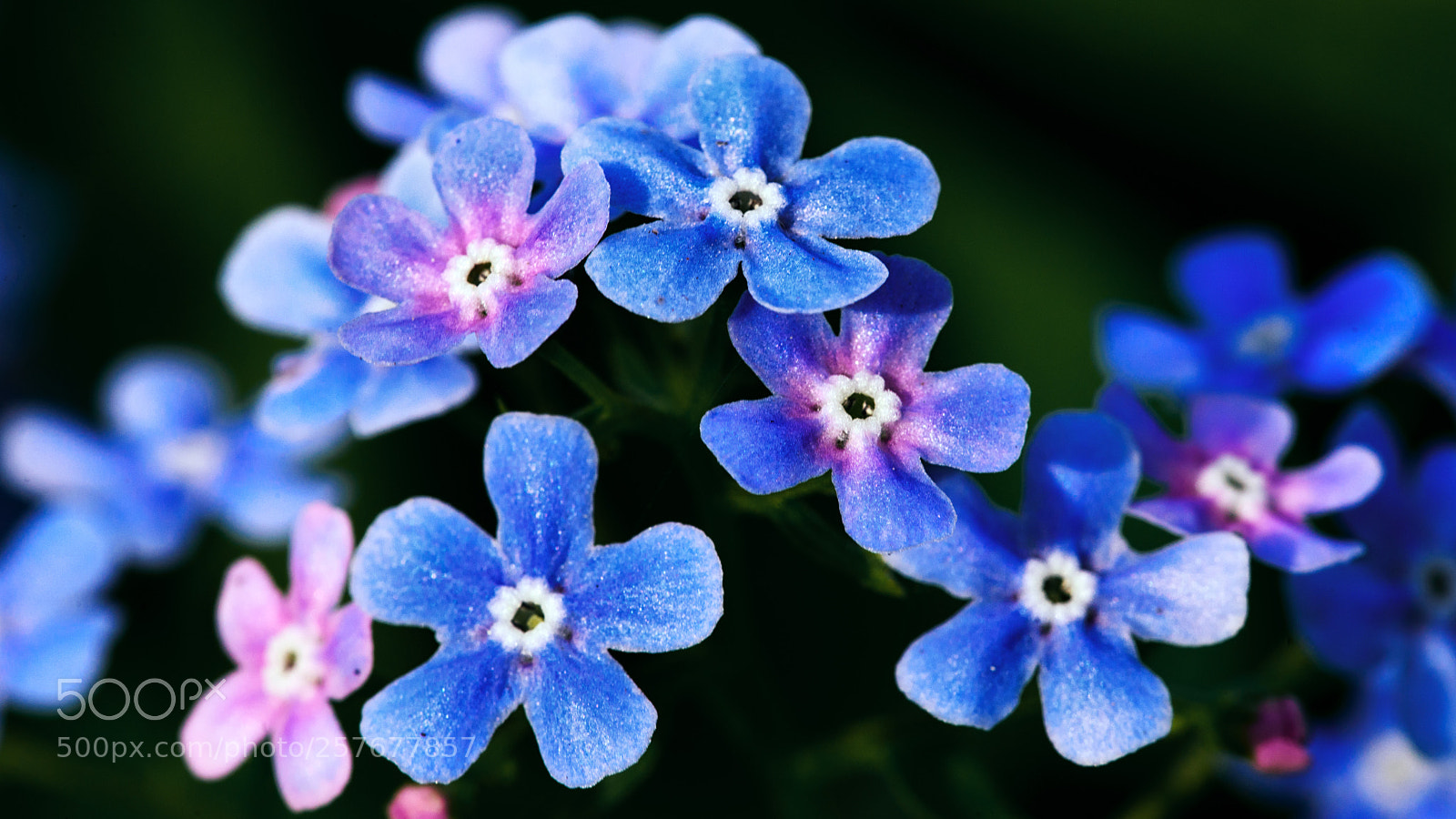 Sony a7 II sample photo. Myosotis alpestris photography