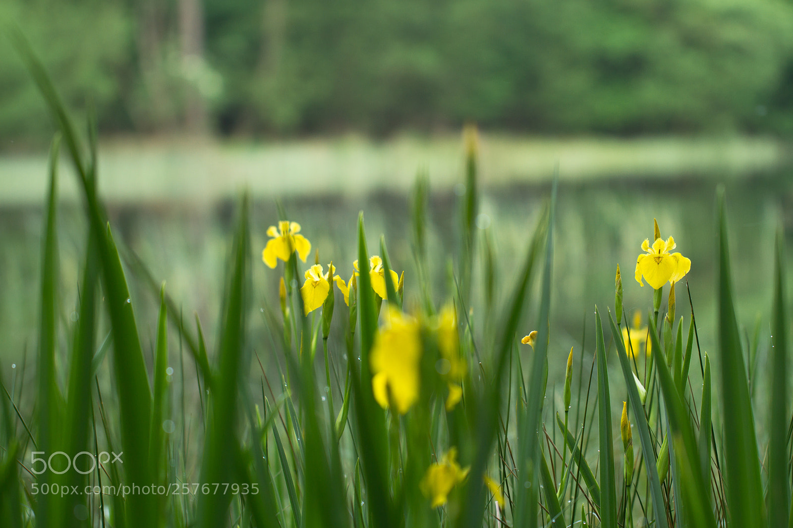 Canon EOS 7D sample photo. Oude ijsbaan photography