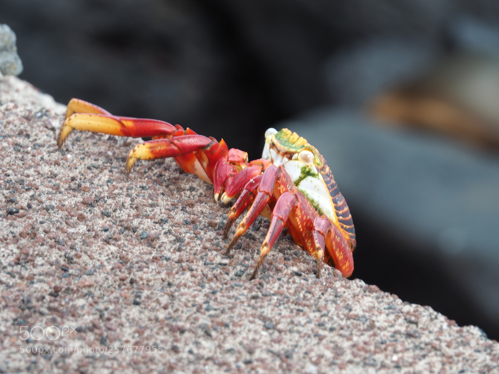 Olympus OM-D E-M5 II sample photo. Sally lightfoot crab coming photography