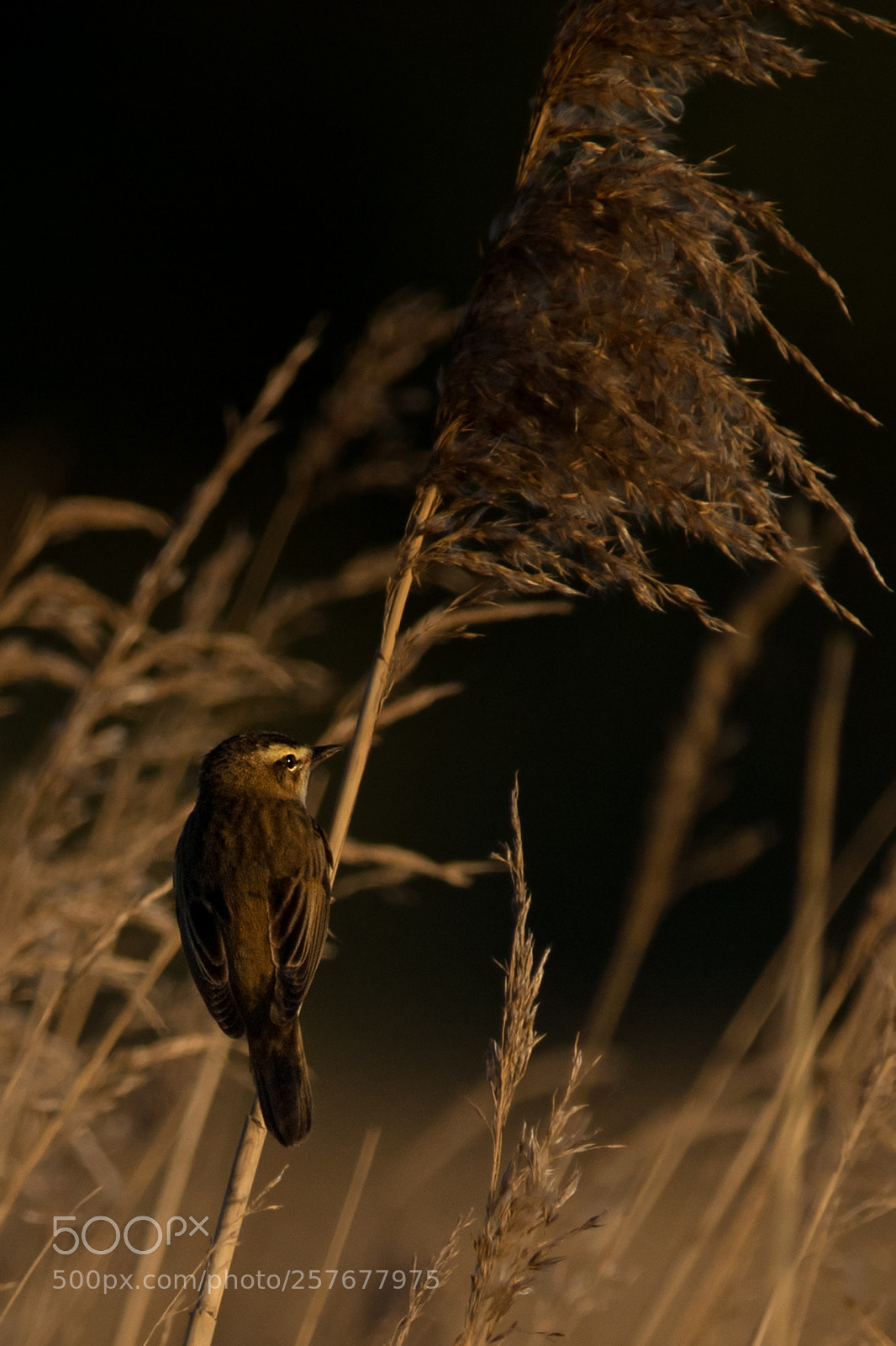 Nikon D7100 sample photo. At the close of photography