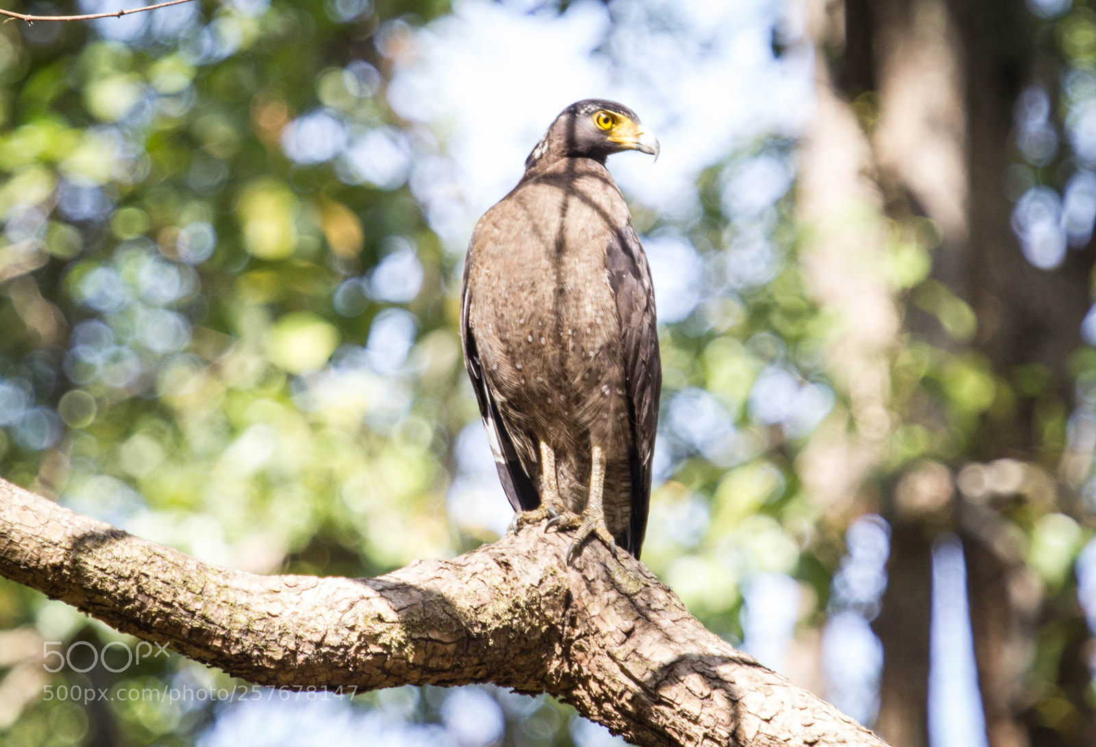 Canon EOS 550D (EOS Rebel T2i / EOS Kiss X4) sample photo. Watchful eyes of serpent photography