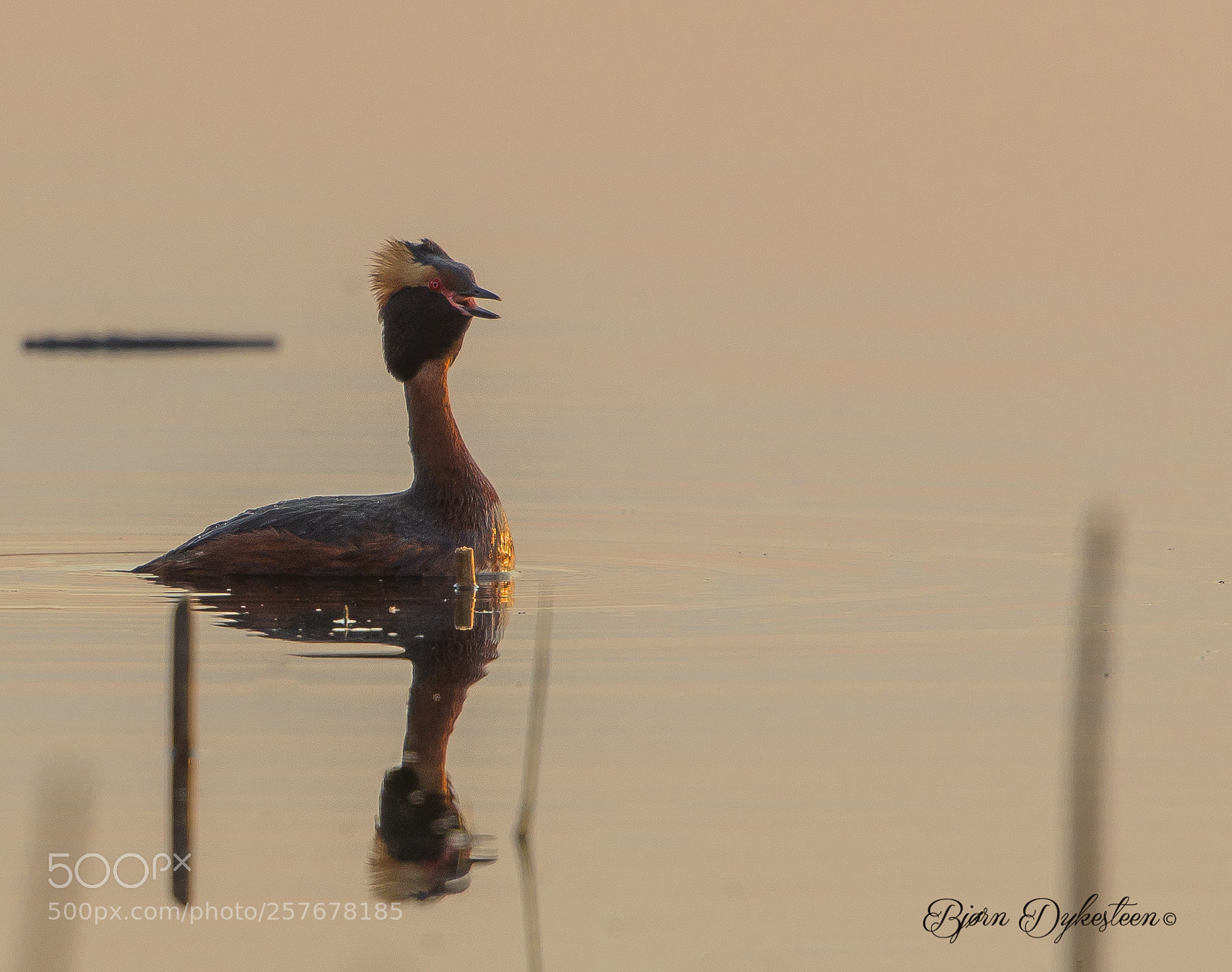 Canon EOS-1D X Mark II sample photo. Slavonian grebe photography
