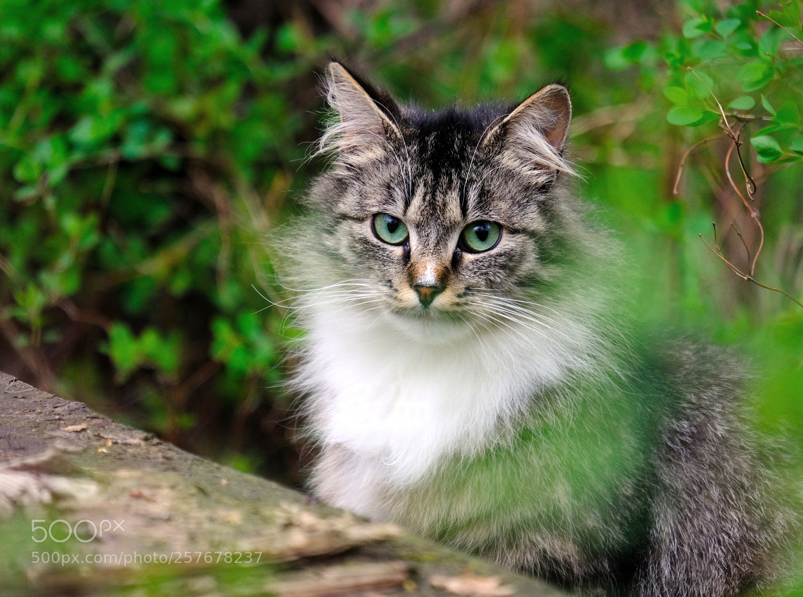 Fujifilm X-T20 sample photo. Green-eyed siberian cat photography