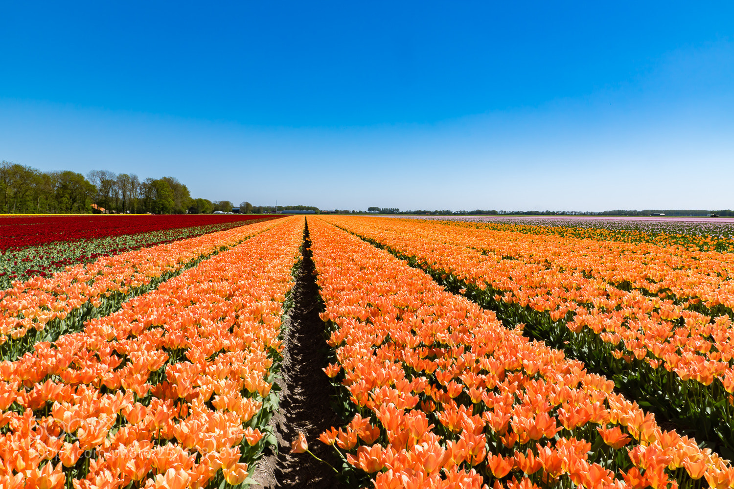 Sony ILCA-77M2 sample photo. Tulipfields photography