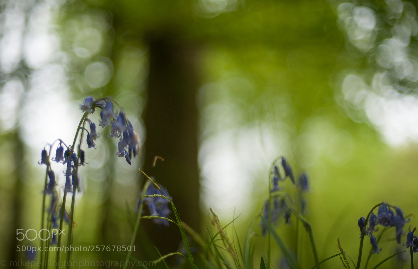 Nikon D700 sample photo. Ancient forest in england photography