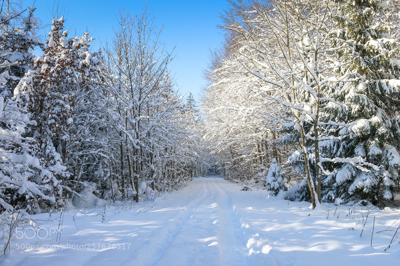 Canon EOS 70D sample photo. Winterpracht photography