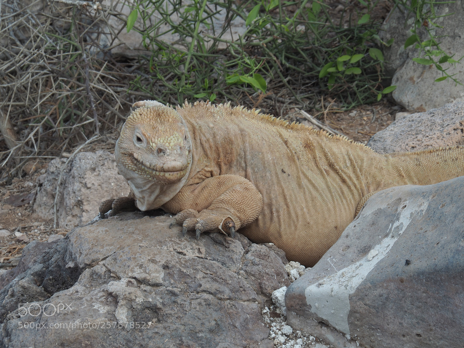 Olympus OM-D E-M5 II sample photo. Land iguana photography