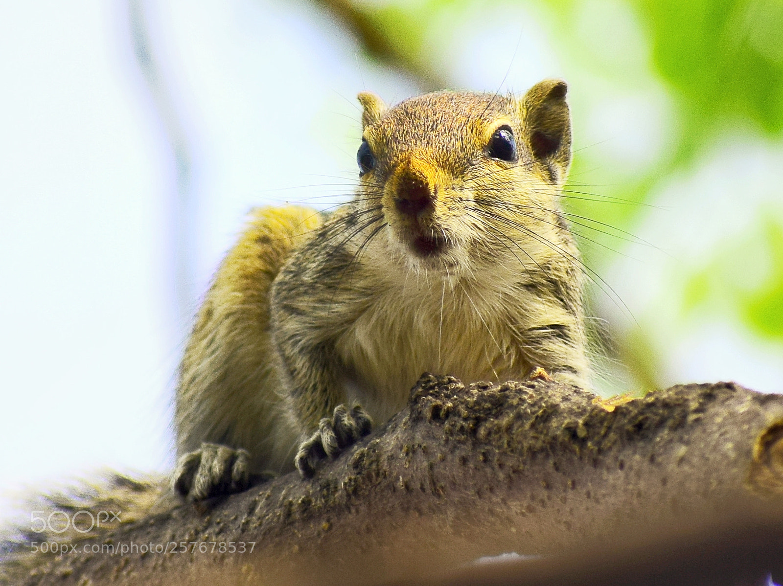 Nikon D5300 sample photo. Cute squirrel photography