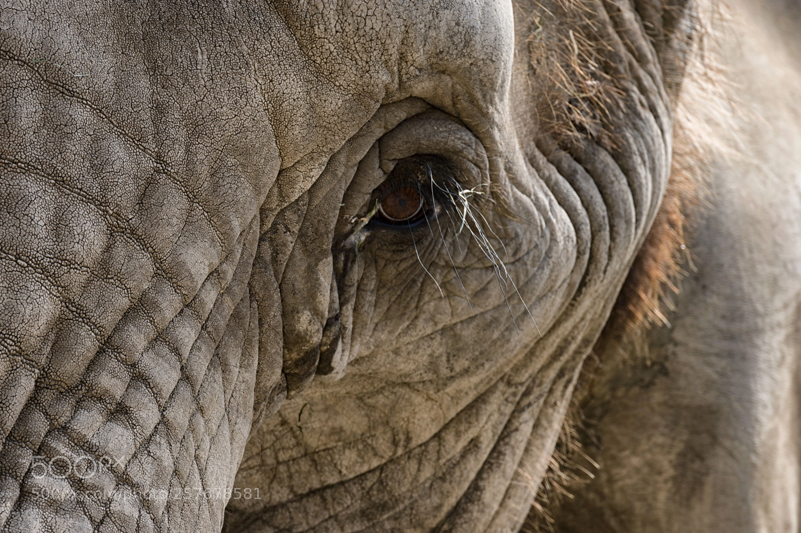 Nikon D7200 sample photo. Sad old warrior photography
