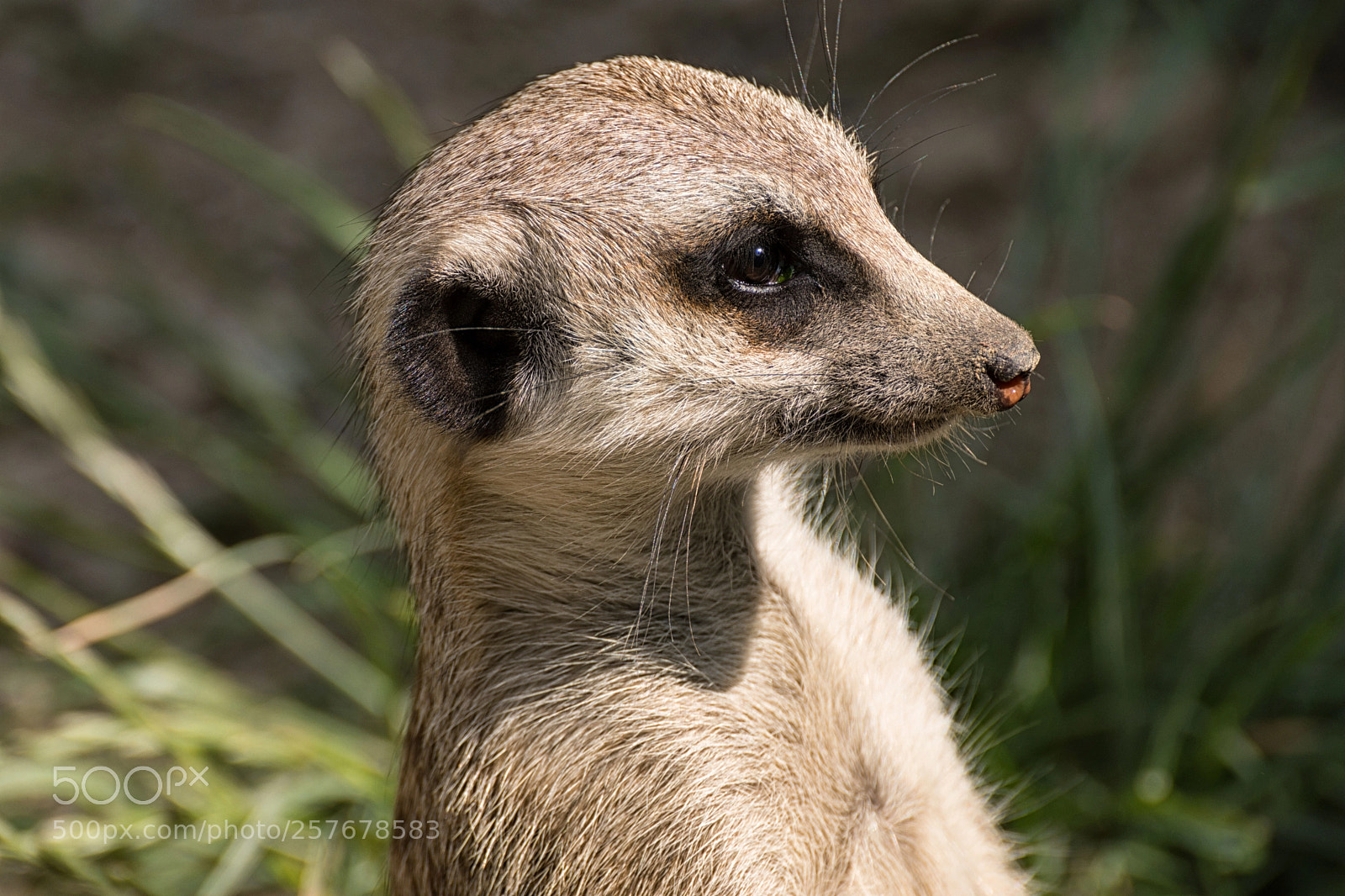 Nikon D7200 sample photo. Erdmännchen photography