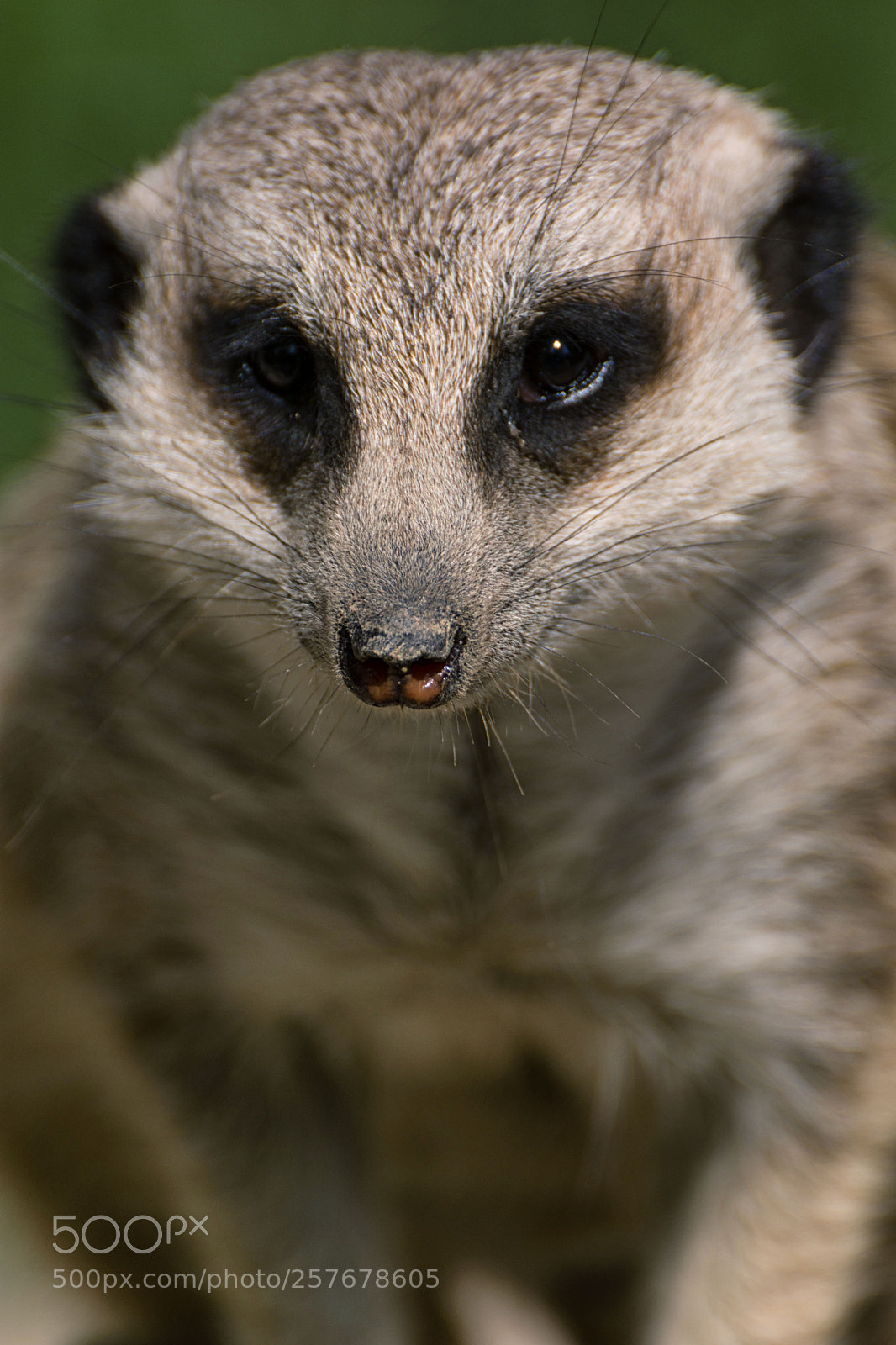 Nikon D7200 sample photo. Erdmännchen photography