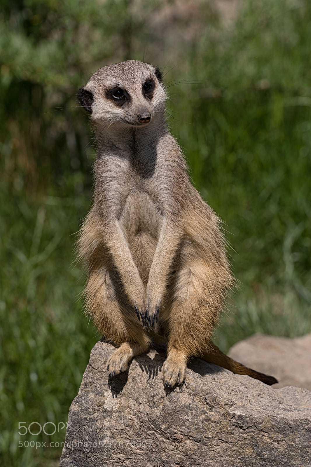 Nikon D7200 sample photo. Erdmännchen photography