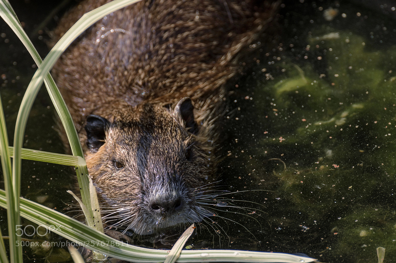 Nikon D7200 sample photo. Nutria photography
