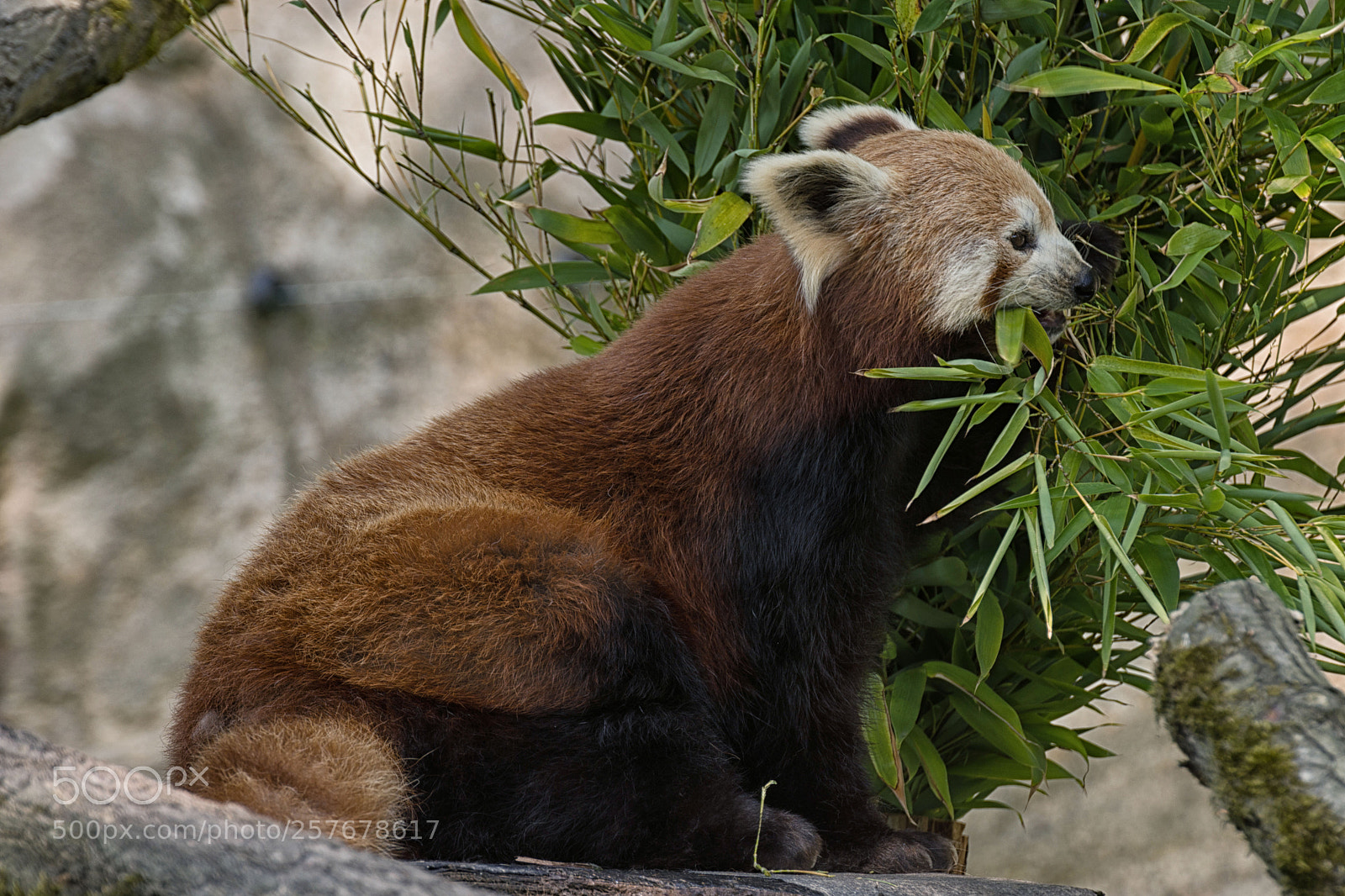 Nikon D7200 sample photo. Roter panda photography