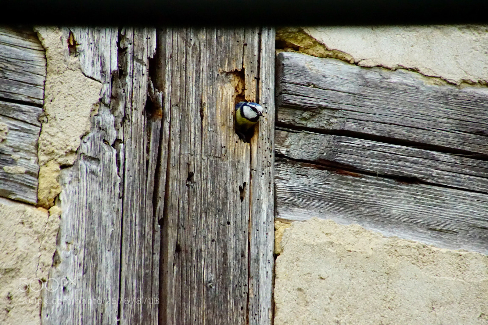 Sony ILCA-77M2 sample photo. Untitled photography