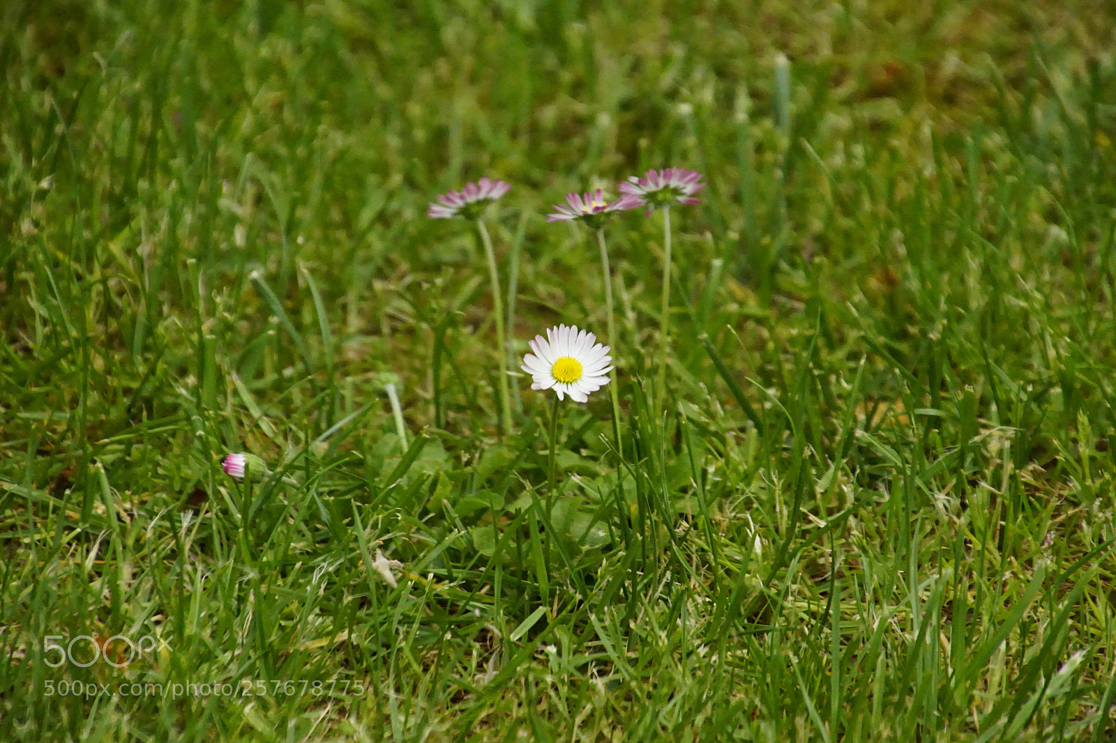 Sony ILCA-77M2 sample photo. Untitled photography