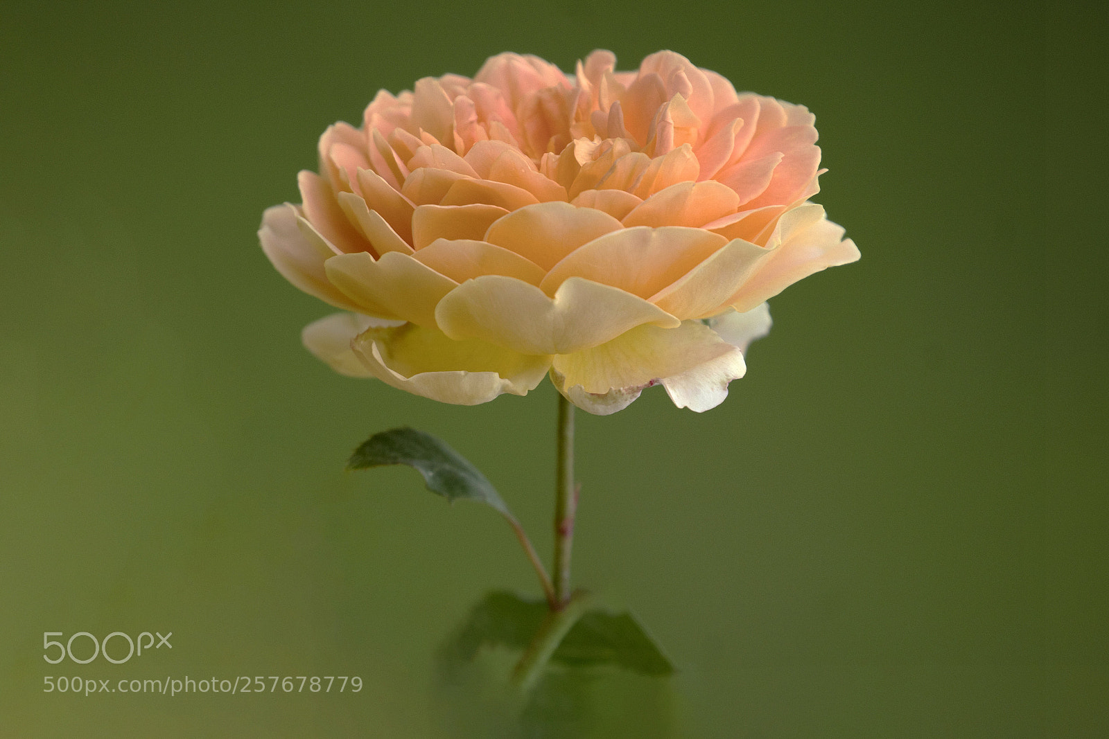 Sony a7R III sample photo. Rose photography