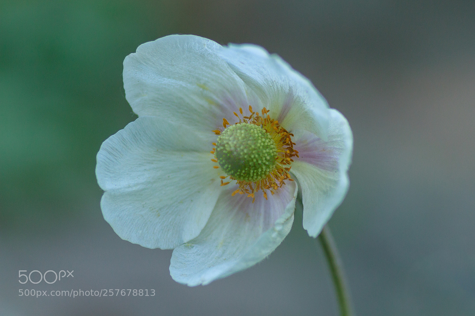 Canon EOS 7D sample photo. Flower photography