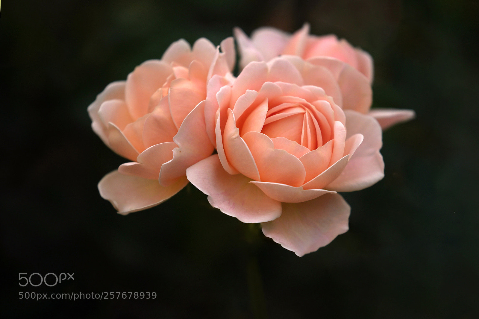 Sony a7R III sample photo. Rose photography