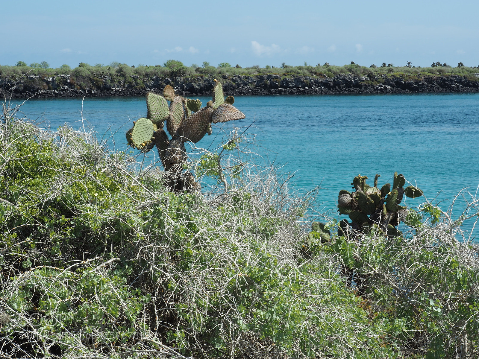 Olympus OM-D E-M5 II sample photo. Cacti at galapagos islands photography