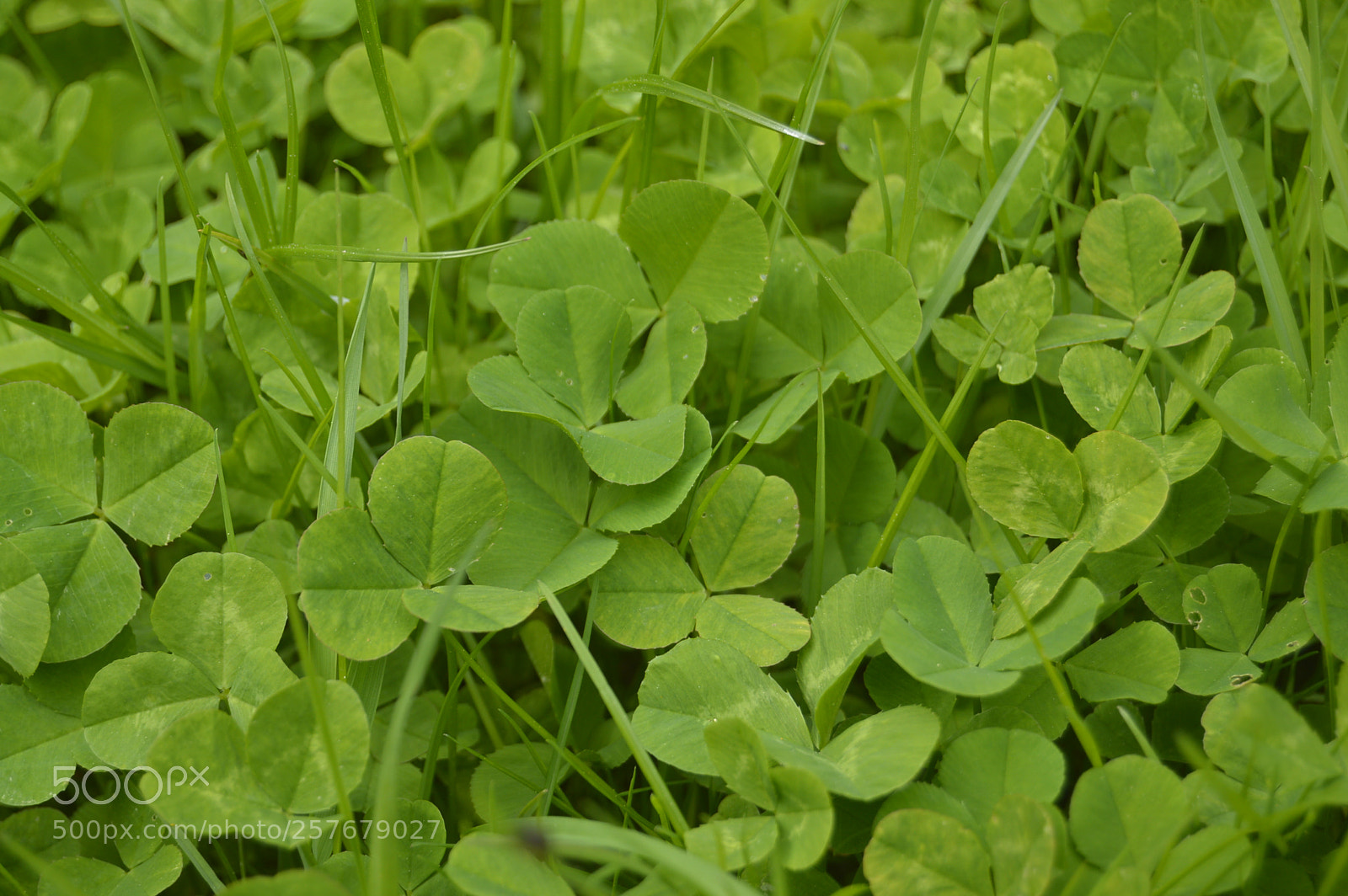 Nikon D3200 sample photo. Skøn natur photography