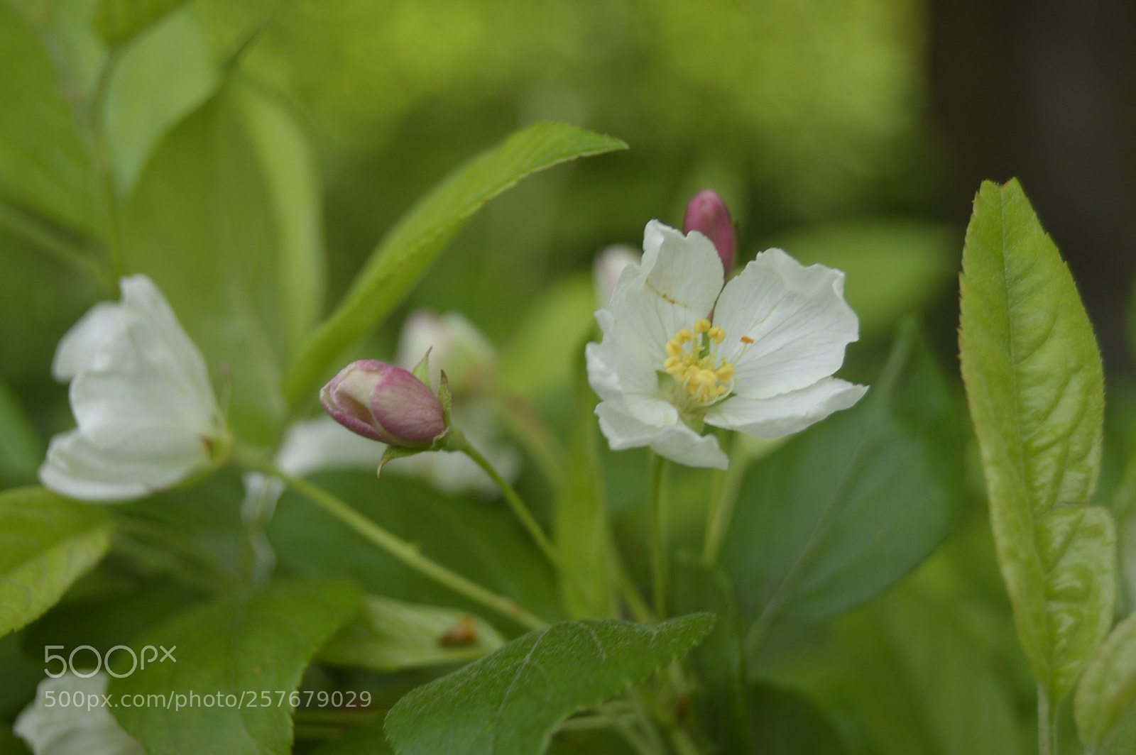 Nikon D3200 sample photo. Skøn natur photography