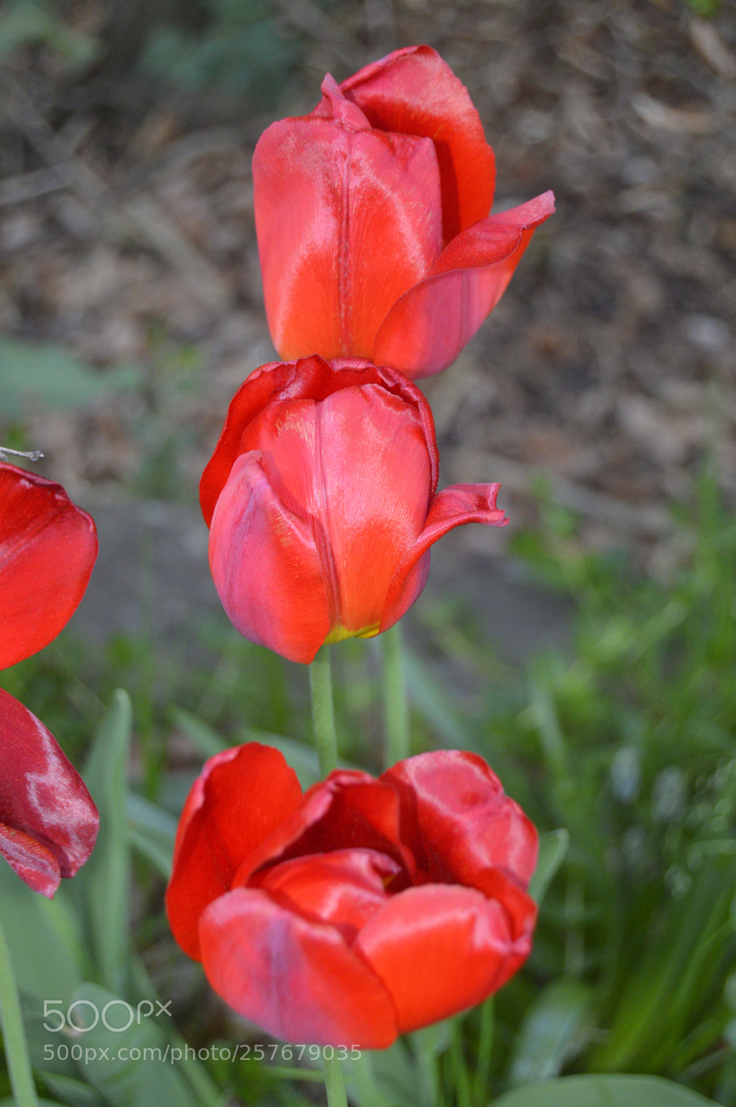 Nikon D3200 sample photo. Skøn natur photography