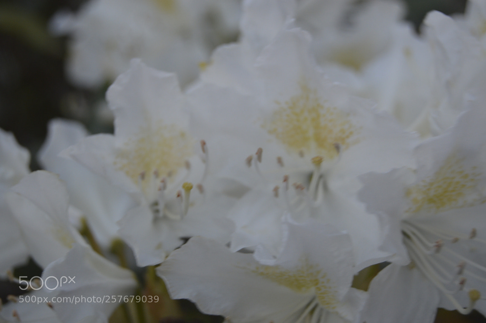 Nikon D3200 sample photo. Skøn natur photography