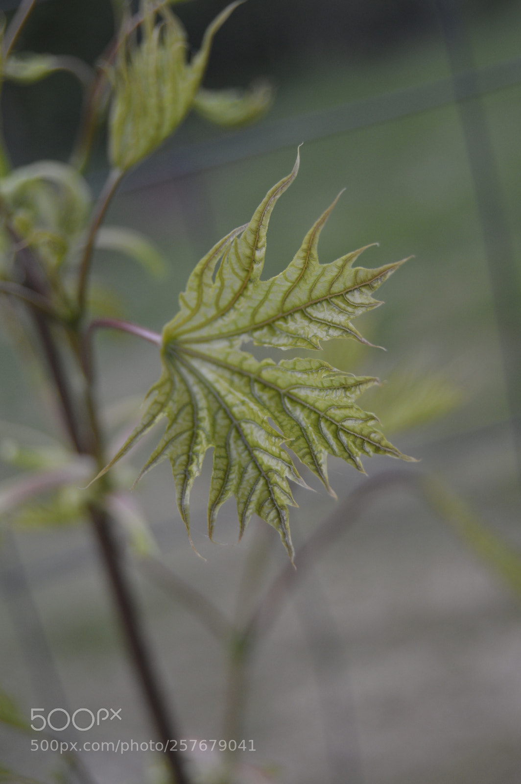 Nikon D3200 sample photo. Skøn natur photography