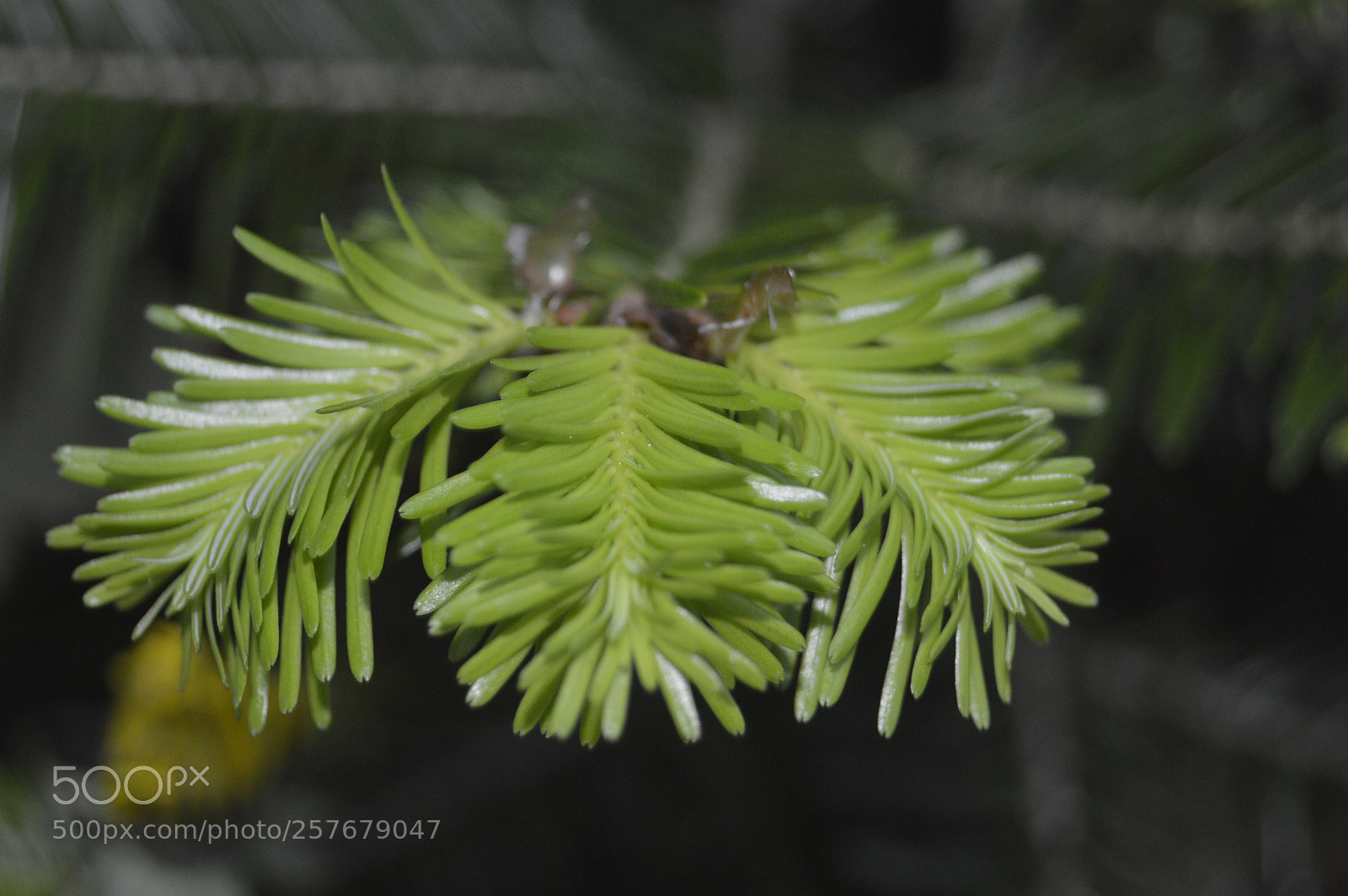 Nikon D3200 sample photo. Skøn natur photography