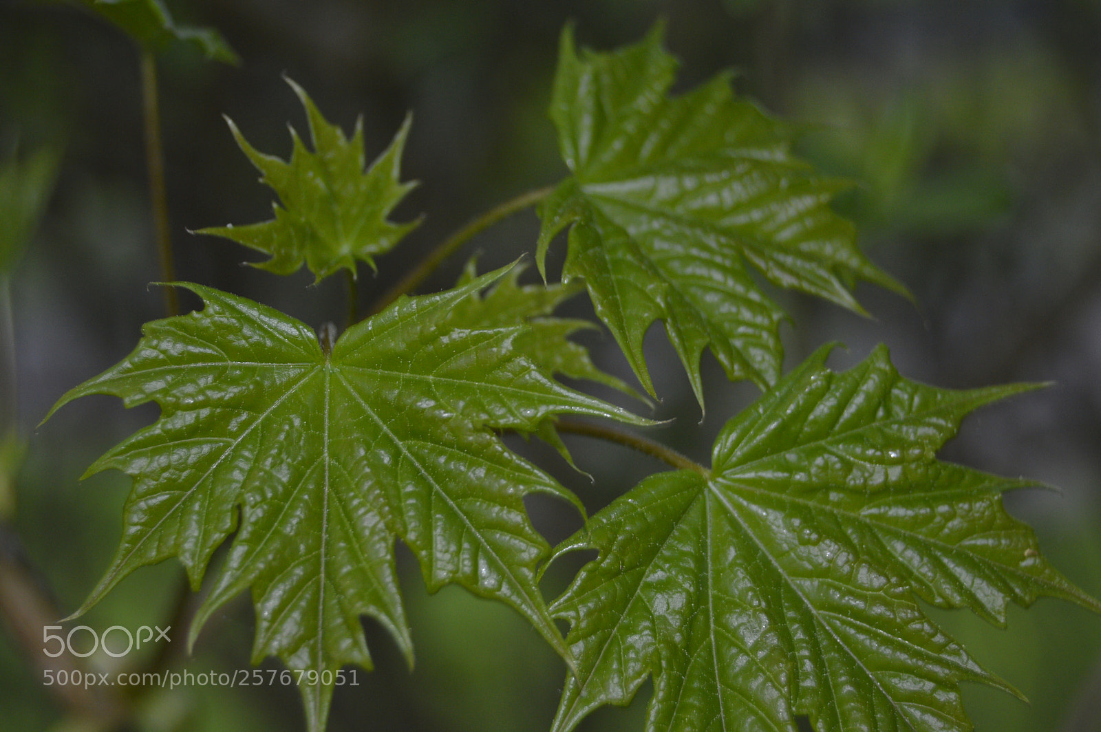 Nikon D3200 sample photo. Skøn natur photography
