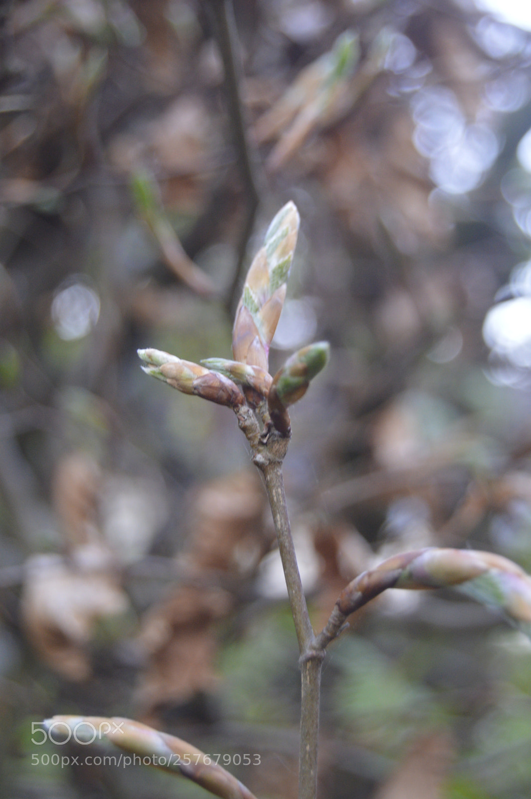 Nikon D3200 sample photo. Skøn natur photography
